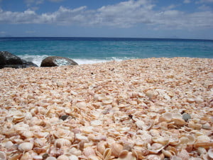 Ракушки-на-берегу-–-Shell-Beach-Gustavia-Caribbean-island-of-St.-Barts