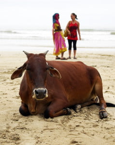 коровий пляж, Индия, Гоа