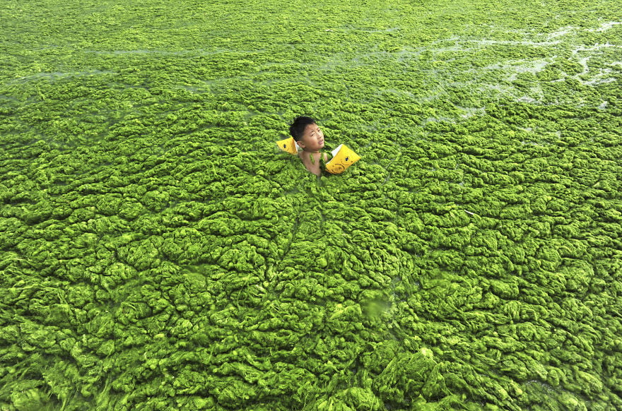 A boy swims in the algae-filled coastline of Qingdao, Shandong province July 15, 2011. Picture taken July 15, 2011. REUTERS/China Daily (CHINA - Tags: ENVIRONMENT SOCIETY SPORT SWIMMING IMAGES OF THE DAY) CHINA OUT. NO COMMERCIAL OR EDITORIAL SALES IN CHINA - RTR2OXK8