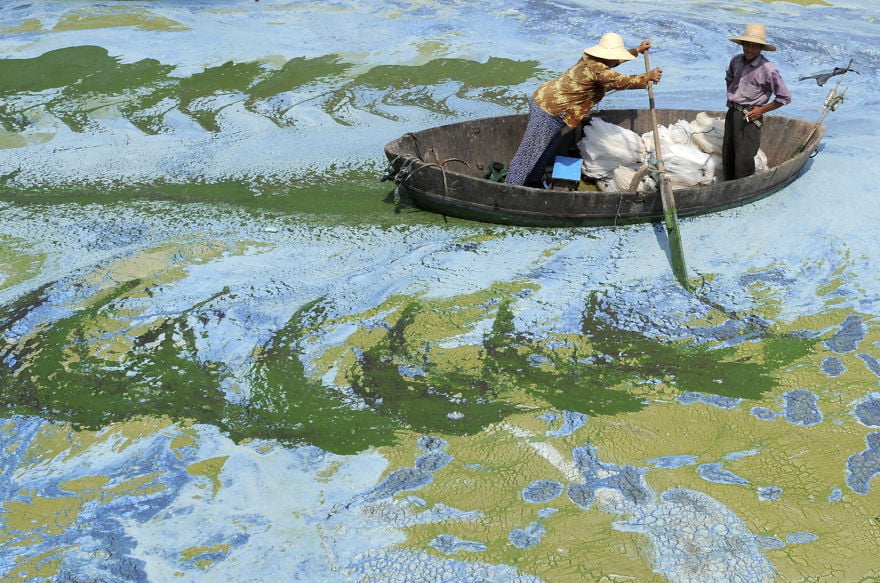 Fishermen row a boat in the algae-filled Chaohu Lake in Hefei, Anhui province, June 19, 2009. The country has invested 51 billion yuan ($7.4 billion) towards the construction of 2,712 projects for the treatment of eight rivers and lakes including Huaihe River, Haihe River, Liaohe River, Chaohu Lake, Dianchi Lake, Songhua River, the Three Gorges region of the Yangtze River and its upstream area, Xinhua News Agency reported. REUTERS/Jianan Yu (CHINA ENVIRONMENT SOCIETY BUSINESS IMAGES OF THE DAY) FOR BEST QUALITY IMAGE ALSO SEE: GM1E57T19EY01 - RTR24T8T